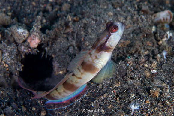 Shrimp Goby
