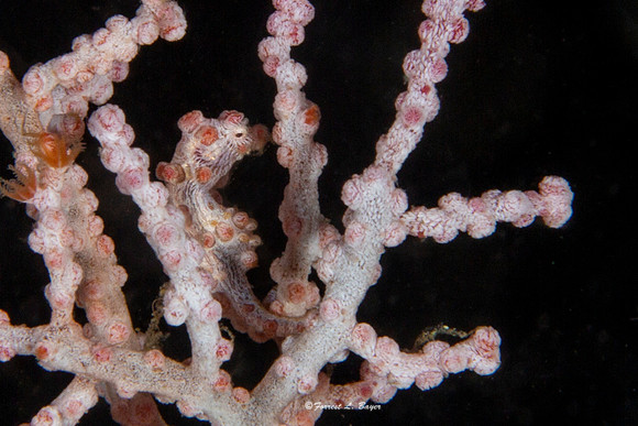 Bargabanti Pigmy Seahorse