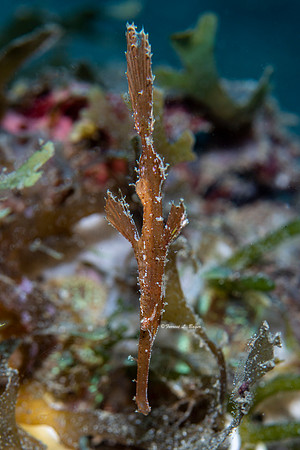 Robust Pipefish