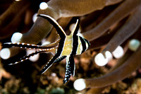 Banggai Cardinal Fish