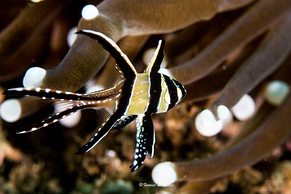 Banggai Cardinal Fish