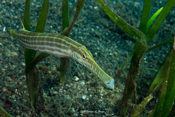 Trumphet Fish