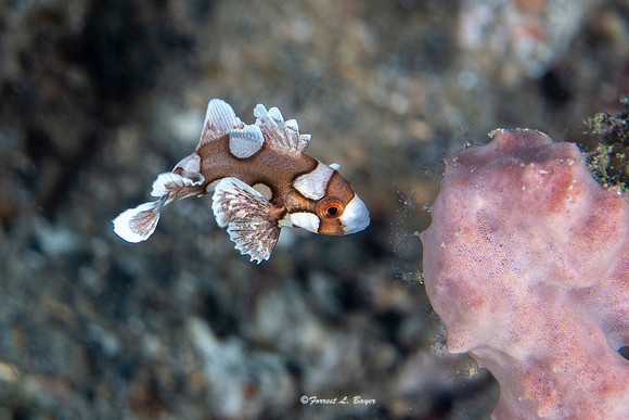 Juvenile Harlequin Sweetlips