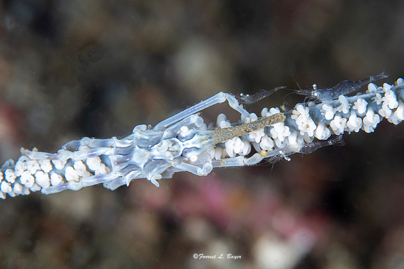Wire Coral Shrimp