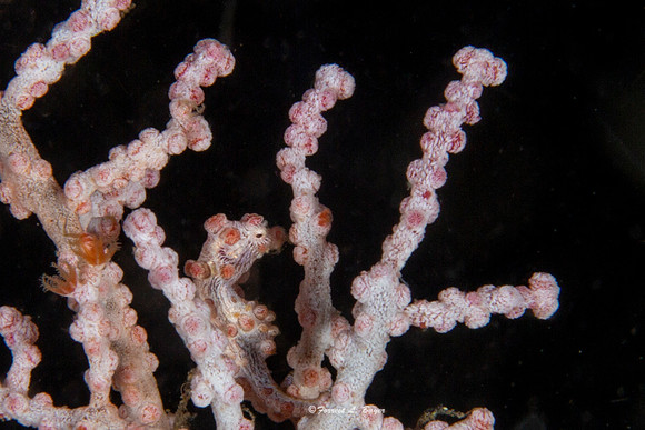 Bargabanti Pigmy Seahorse