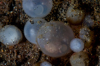 Flamboyant Cuttle Fish Eggs