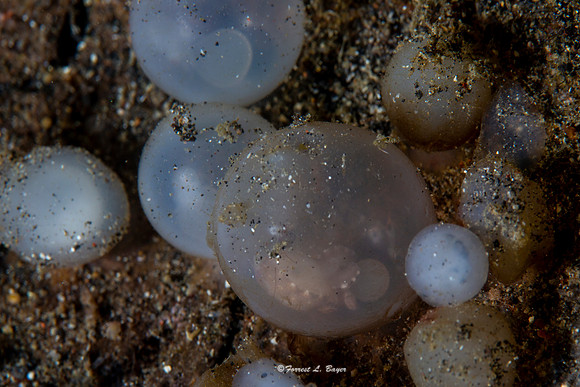Flamboyant Cuttle Fish Eggs
