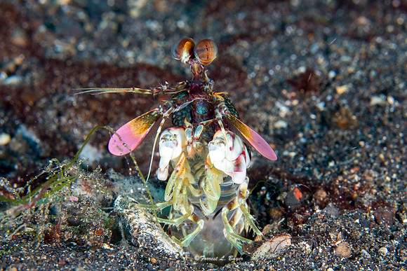 Pink Eared Manta Shrimp