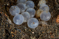 Flamboyant Cuttle fish Eggs