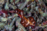 Persian Flat Worm