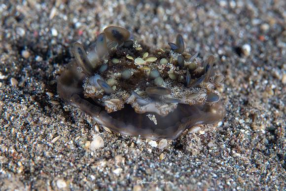 Nudibranch