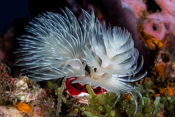 Christmas tree Worm
