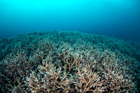 Stag Horn Coral Pisang