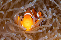 Anomone Fish