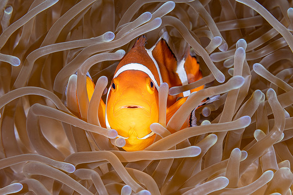 Anomone Fish