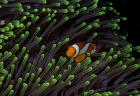 False Clown Fish / Amphiprion Ocellaris