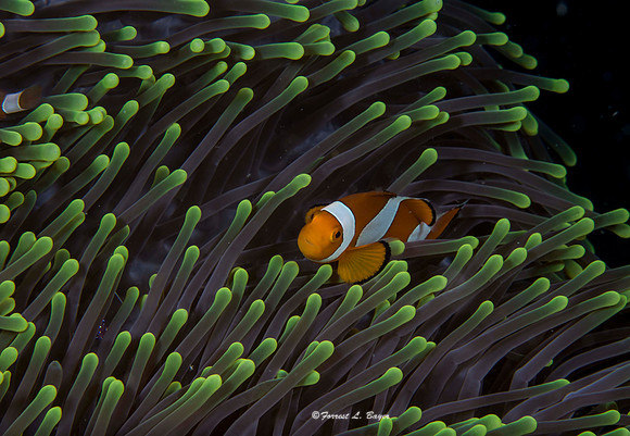 False Clown Fish / Amphiprion Ocellaris