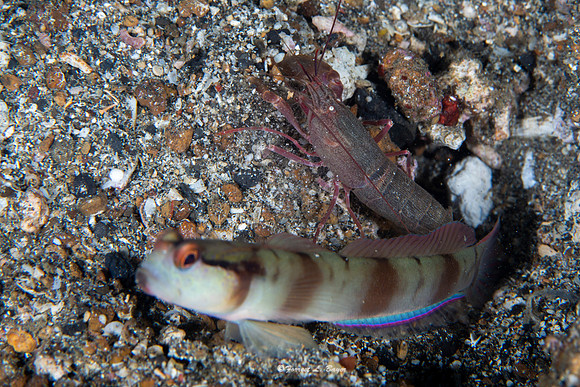 Naked Head Shrimp Goby