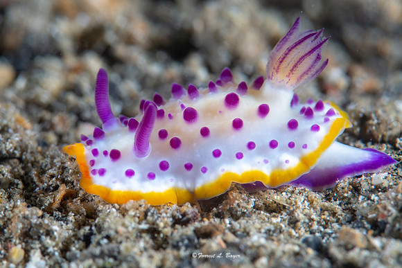 Mexichromis mariei Nudibranch