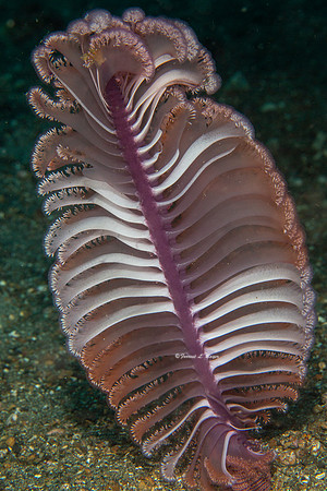 Sea Pen