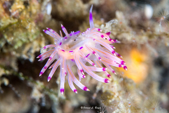 Nudibranch