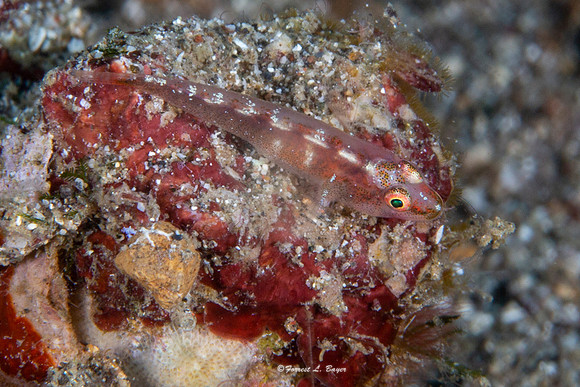 Goby