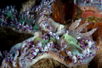 Coral