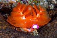 Christmas Tree Worm