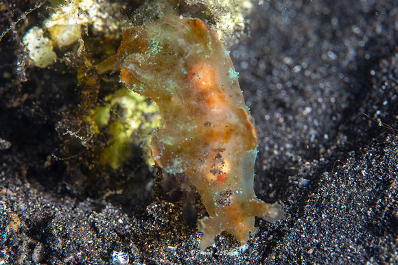Nudibranch