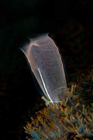 Tunicate
