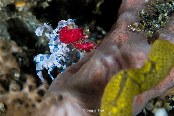 Harliquin Shrimp