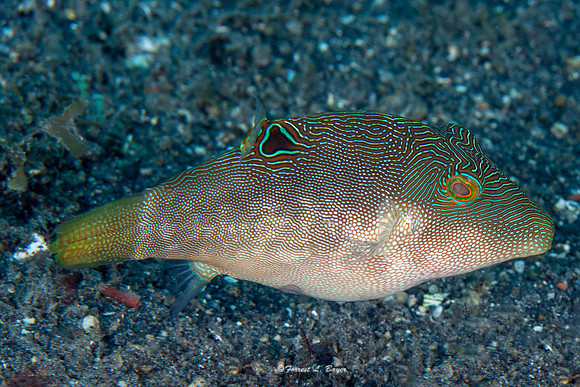 Fingerprint Toby Fish