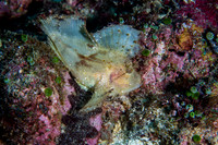 White Leaf Fish Mooman