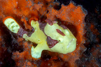 Painted Frog Fish