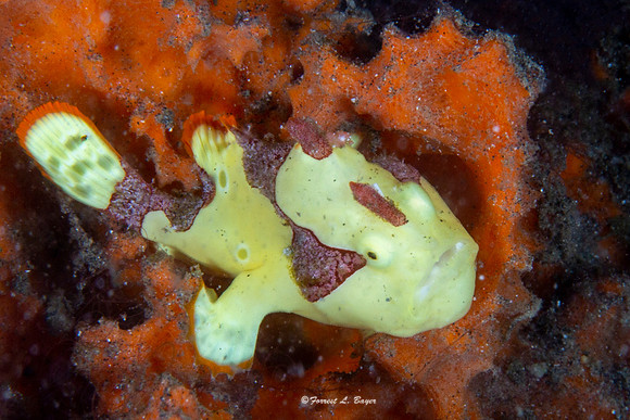Painted Frog Fish