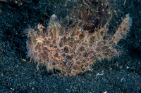 Hairy Frogfish