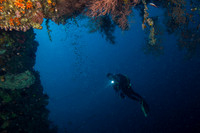 Diver
