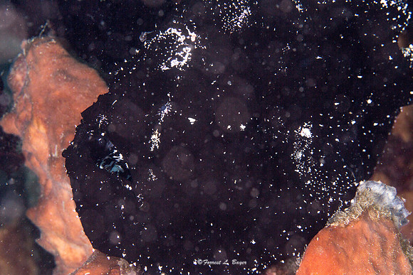 Giant Black Frog Fish