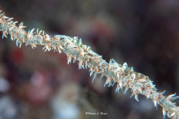 Black Coral Shrimp