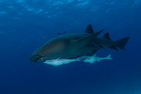 Nurse Shark Bimini