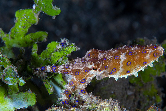 Blue Ring Octopus