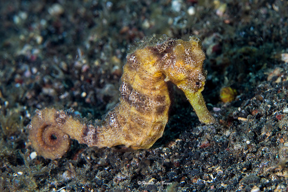 Seahorse