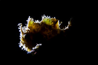 Hairy Frog Fish
