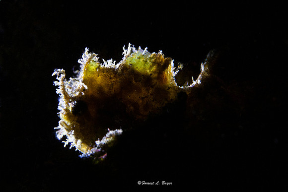 Hairy Frog Fish