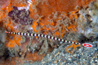 Yellow Banded Pipefish