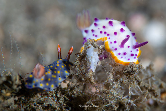 Mexichromis mariei Nudibranch