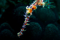 Ornate Ghost Pipefish