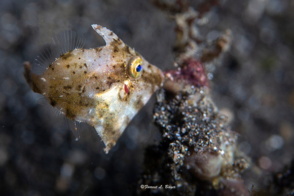 Juvenile Filefish