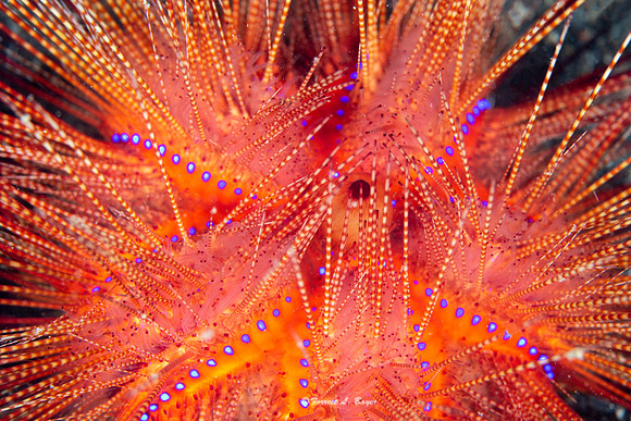 Urchin