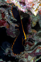 Batfish